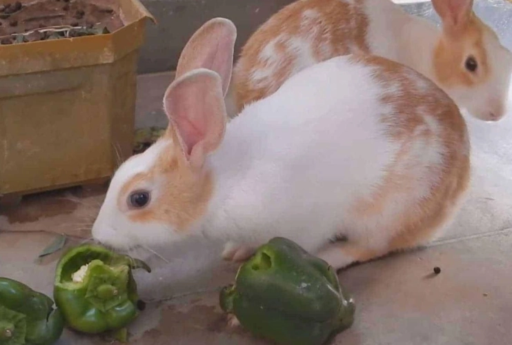 rabbit safe vegetables rabbit safe vegetables