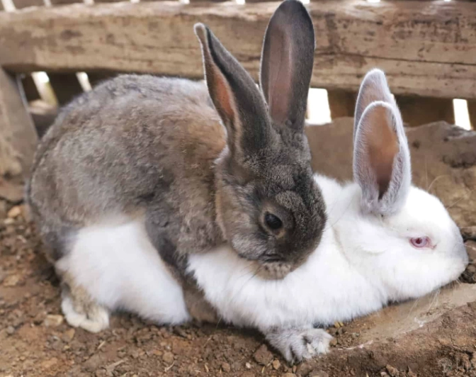 rabbit bathing guide