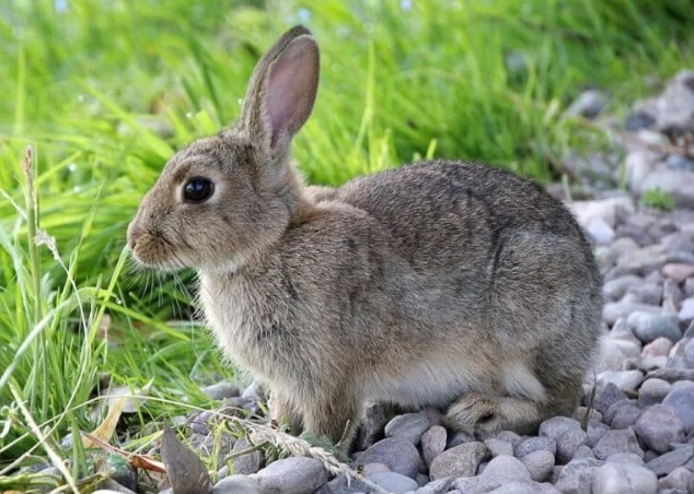 female rabbit called