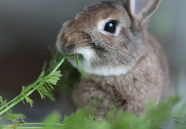 healthy food for rabbits