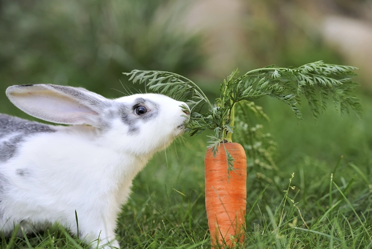 healthy food for rabbits