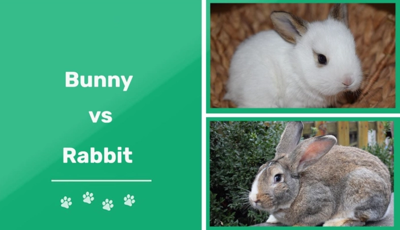 are bunnies and rabbits the same