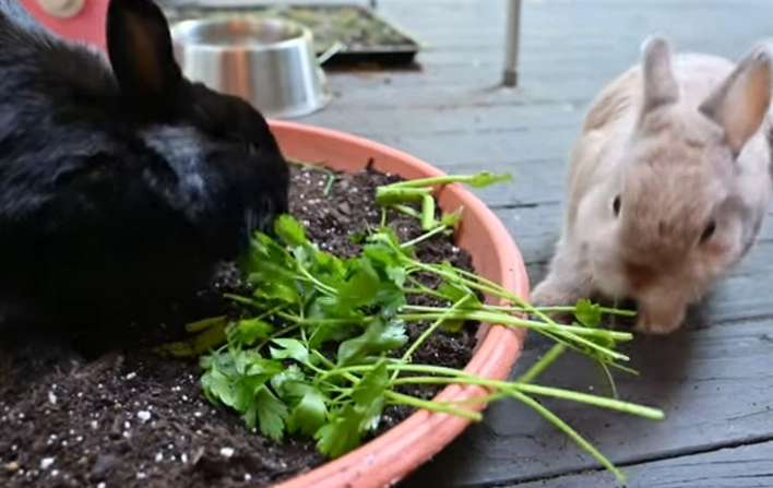 herbs toxic to rabbits