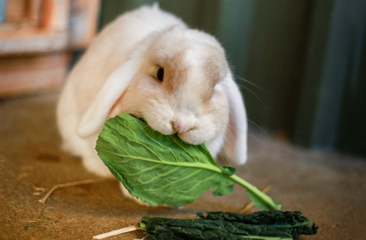 rabbit diet