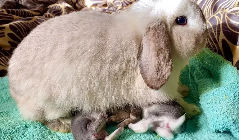 orphaned baby rabbit care