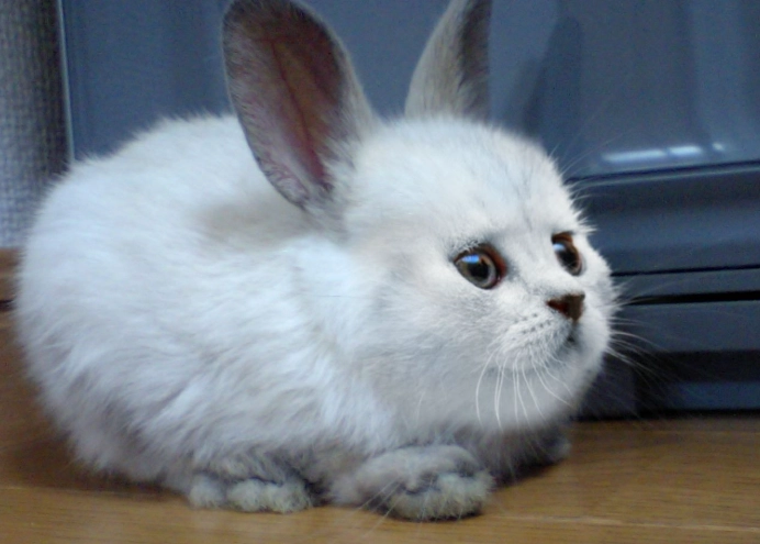 cat rabbit hybrid