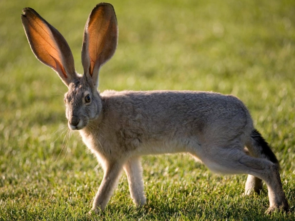 what is a jack rabbit