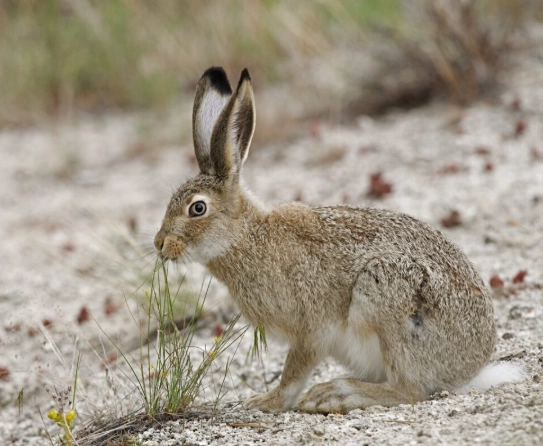 jackrabbit vs rabbit