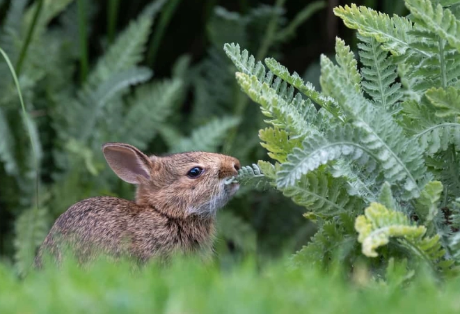 What herbs can bunnies not eat?