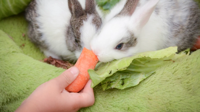 baby rabbit diet
