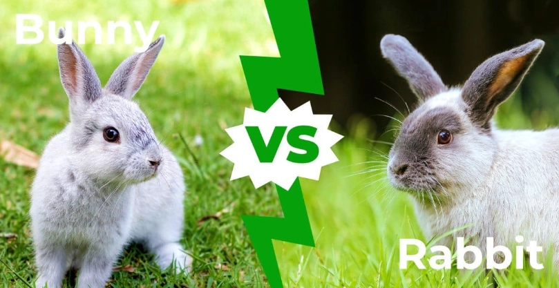 difference between bunny and rabbit