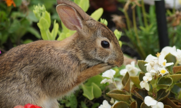 unsafe herbs for rabbits