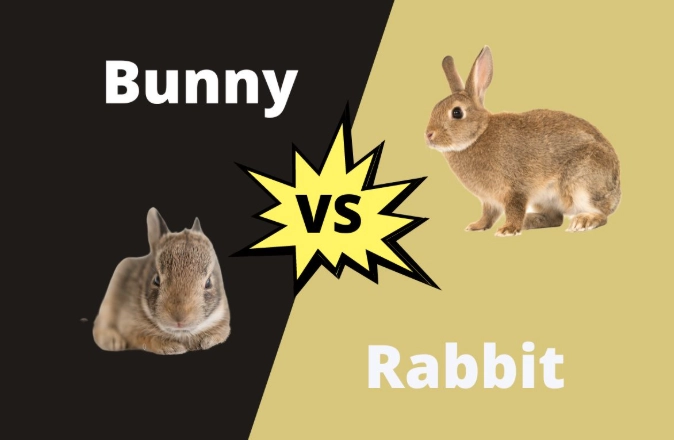 bunny vs rabbit