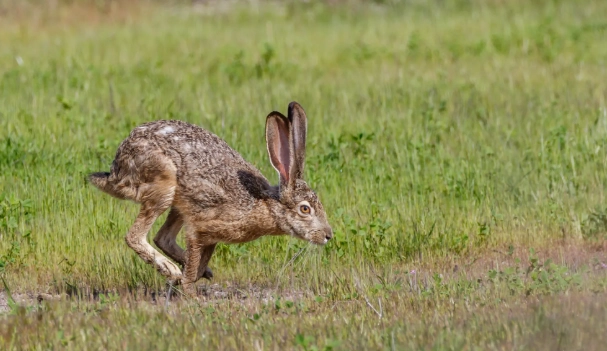 jack rabbit
