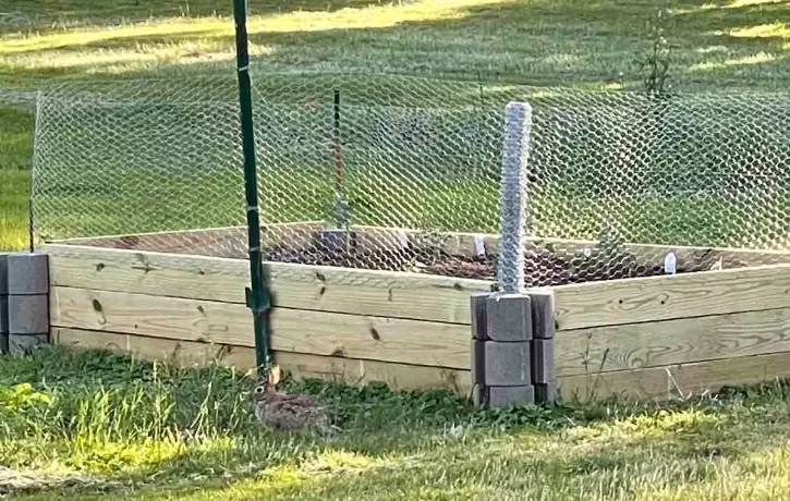 rabbit proof fence