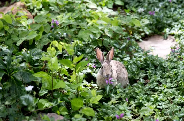 what herbs can bunnies not eat