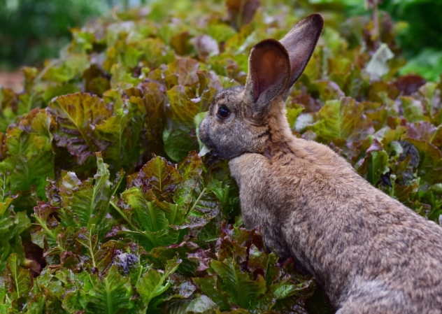herbs toxic to rabbits