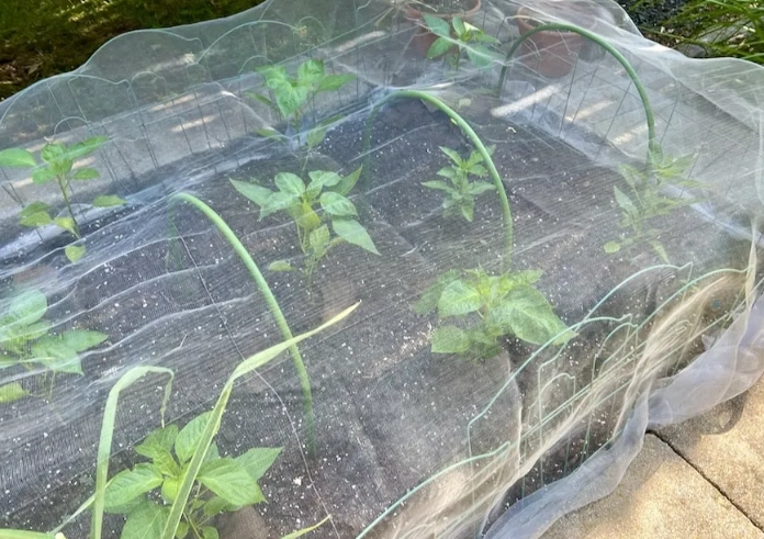 do rabbits eat bell pepper plants