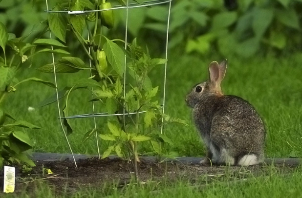 rabbit proof fence