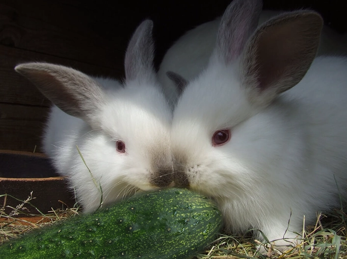 feeding cucumbers to rabbits