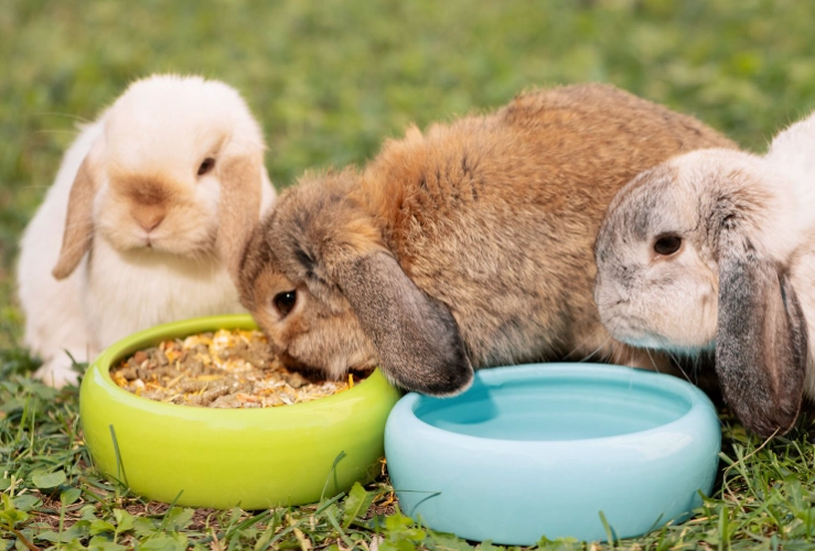 rabbit diet