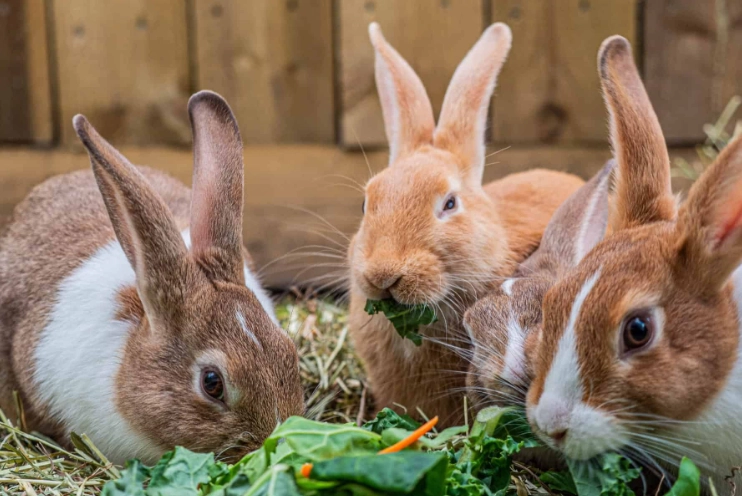 rabbit diet