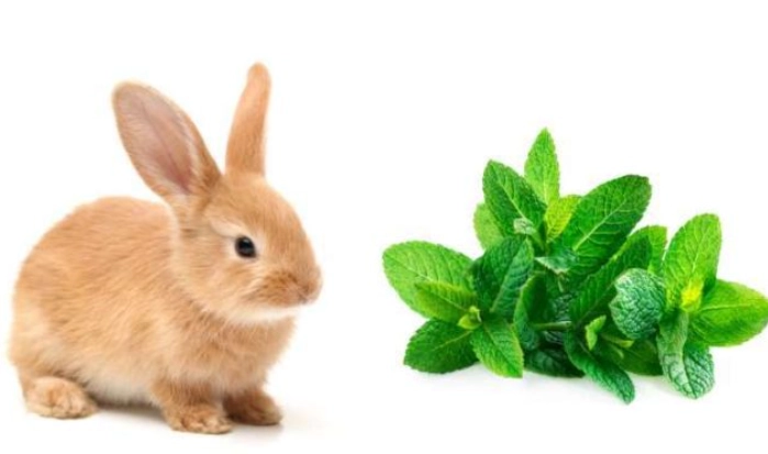 rabbit safe herbs