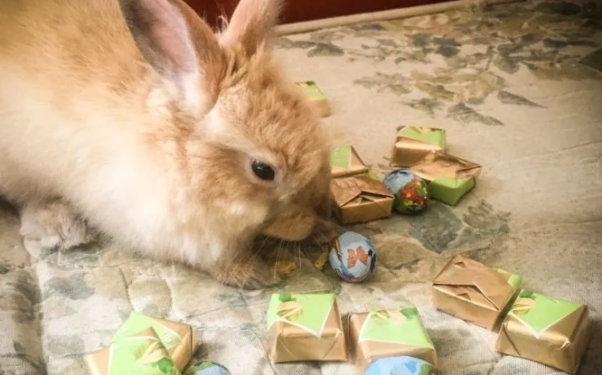 chocolate toxicity rabbits