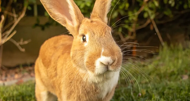 biggest rabbit breed biggest rabbit breed