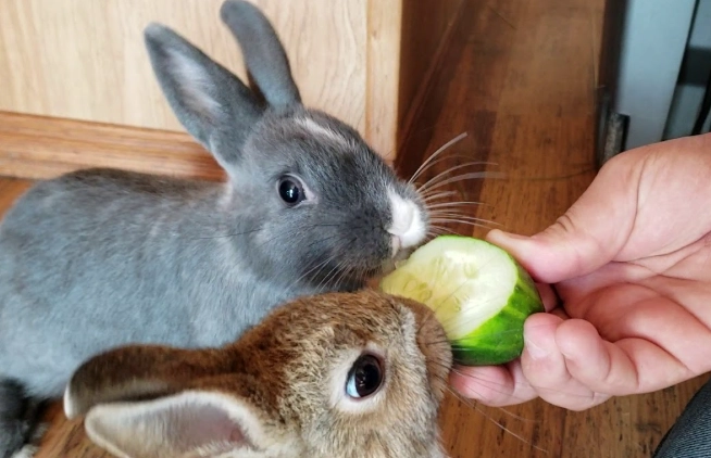can rabbits eat cucumbers