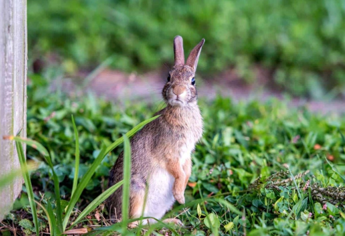 get rid of rabbits in yard