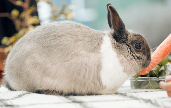 rabbit food list