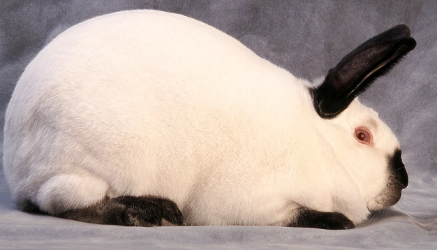 Californian rabbit size