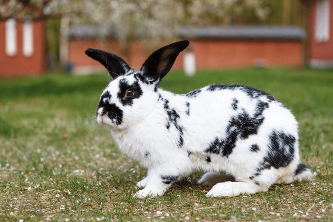 large rabbit breeds large rabbit breeds