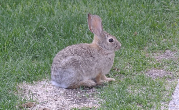 how to get rid of rabbits