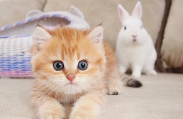what is a rabbit kitten