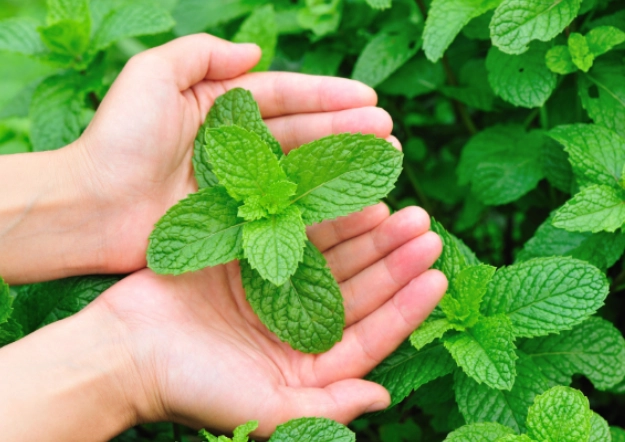 feeding mint to rabbits