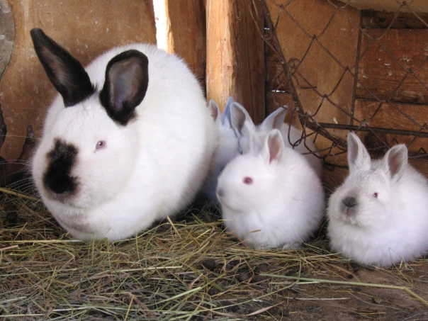 californian rabbit care