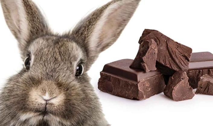 chocolate toxicity rabbits