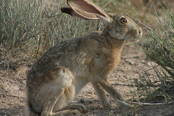 jack rabbit habitat