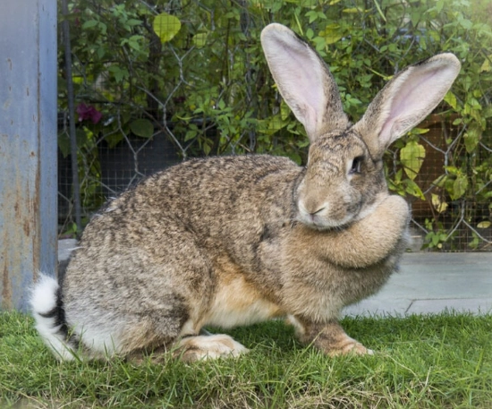 large rabbit breeds large rabbit breeds