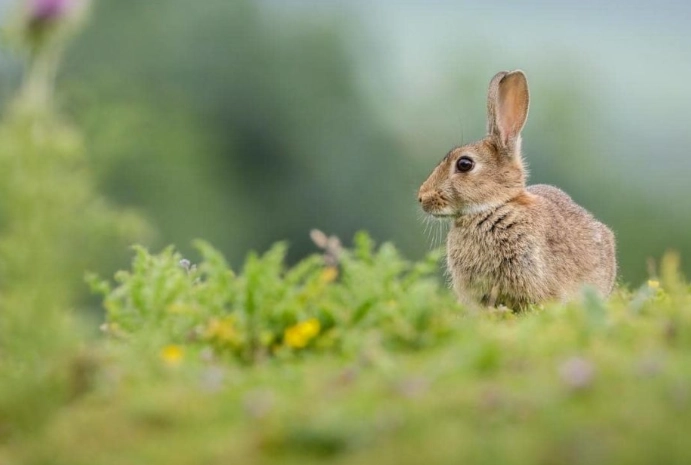 toxic foods for rabbits