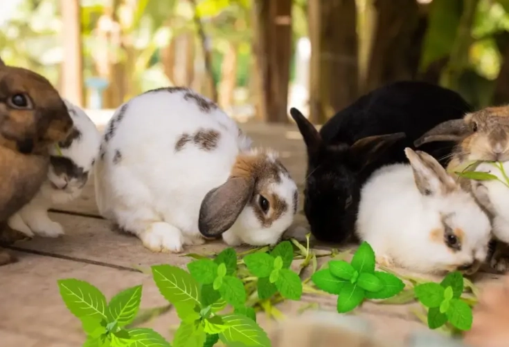 Can rabbits eat mint