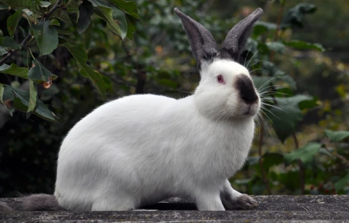 californian rabbit care