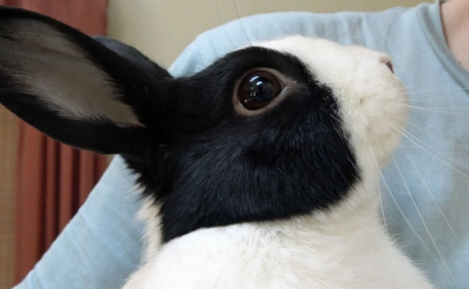 how smart are rabbits