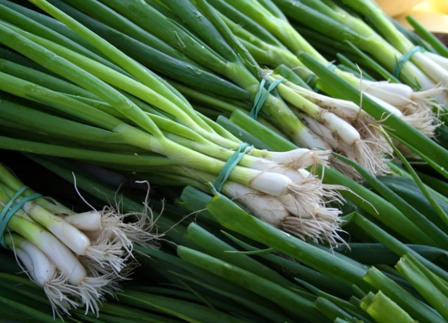 rabbit safe vegetables