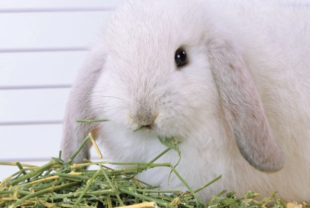 rabbit diet