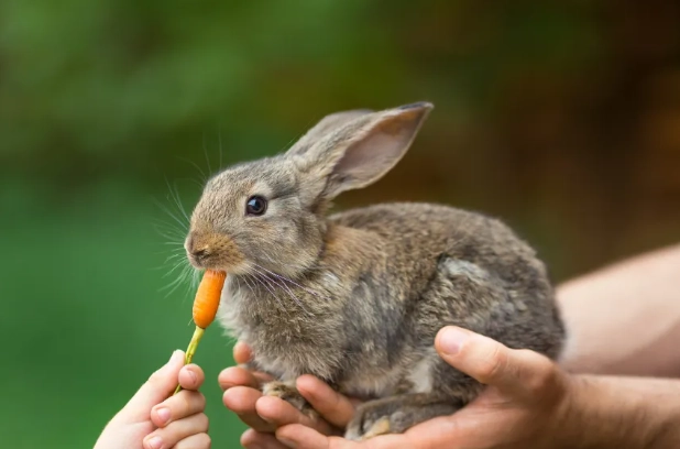 what to feed rabbits