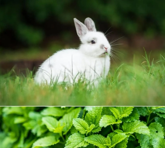 can rabbits eat mint