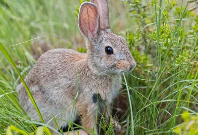 toxic foods for rabbits